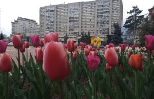 Cea mai cunoscută patroană de florării din Pitești ne-a părăsit