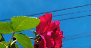 Floare rară descoperită în Argeș