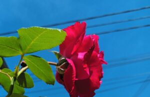 Floare rară descoperită în Argeș