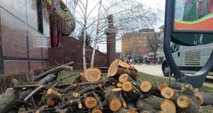 Drujbele primăriei, de neoprit! Alte defrișări în Pitești!