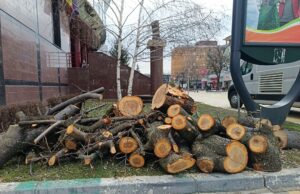 Drujbele primăriei, de neoprit! Alte defrișări în Pitești!