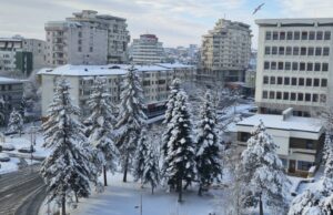 Cei mai frumoși brazi din Pitești sunt tăiați